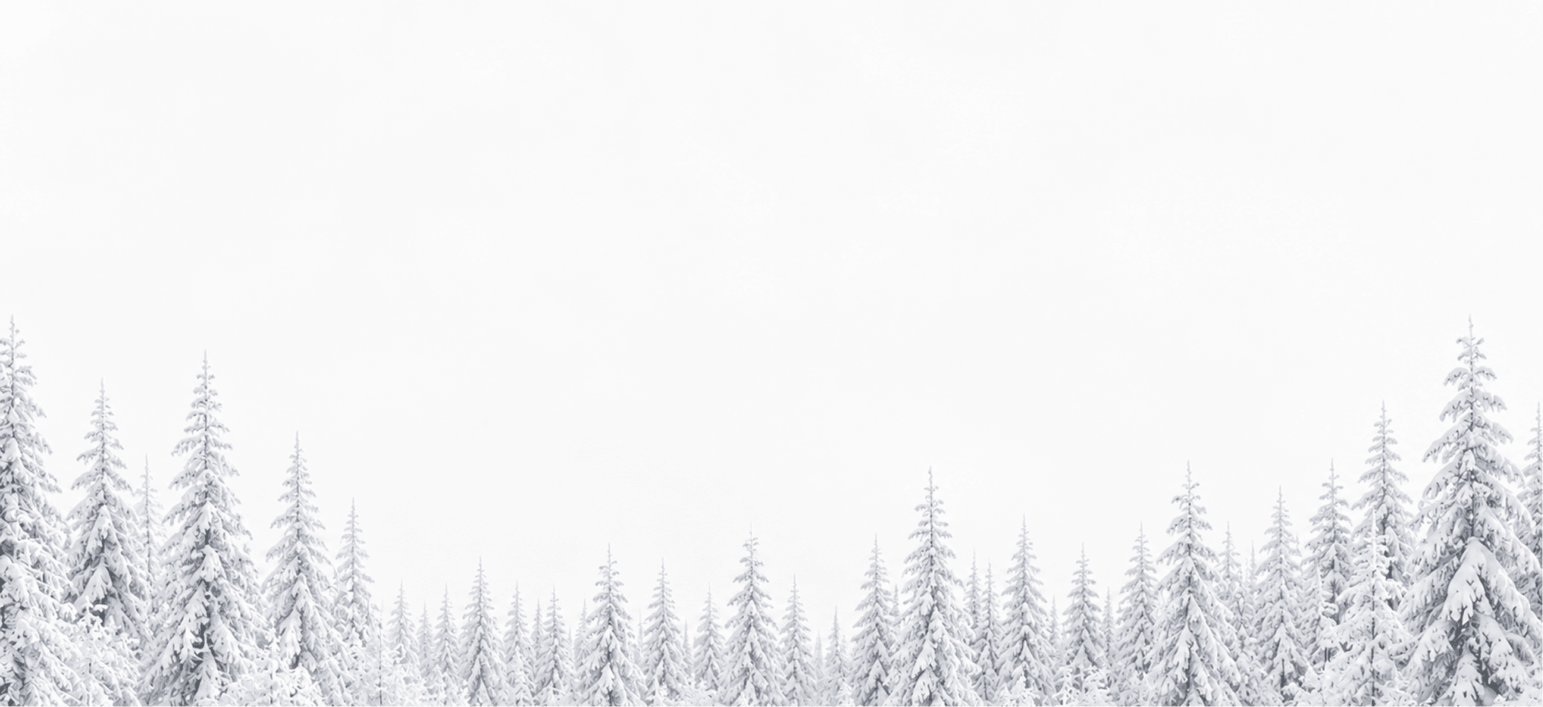 Snowy white pine trees background